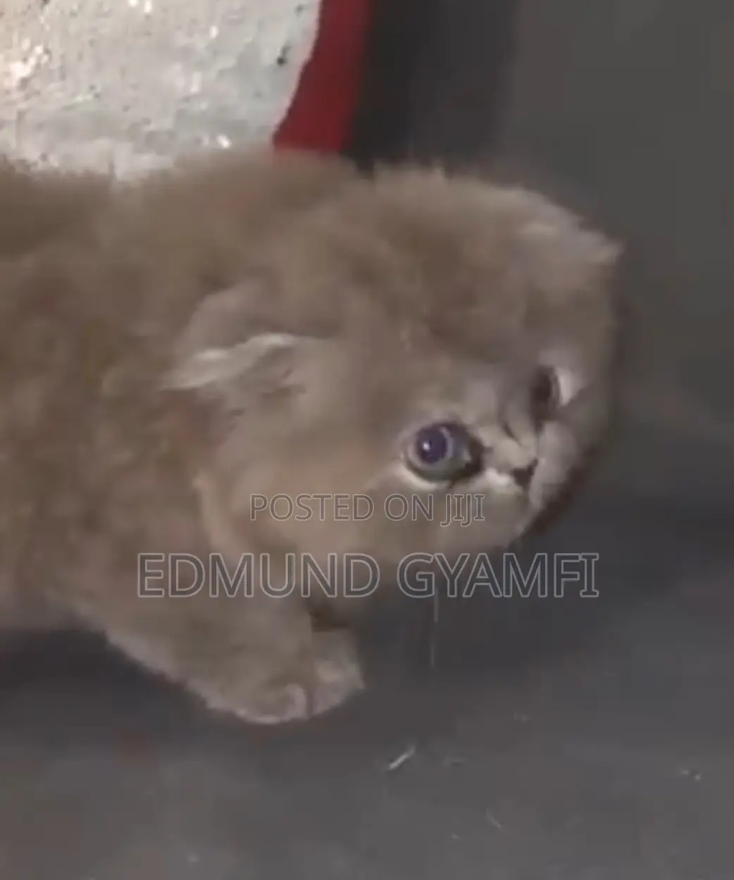 1-3 months Female Purebred Scottish Fold