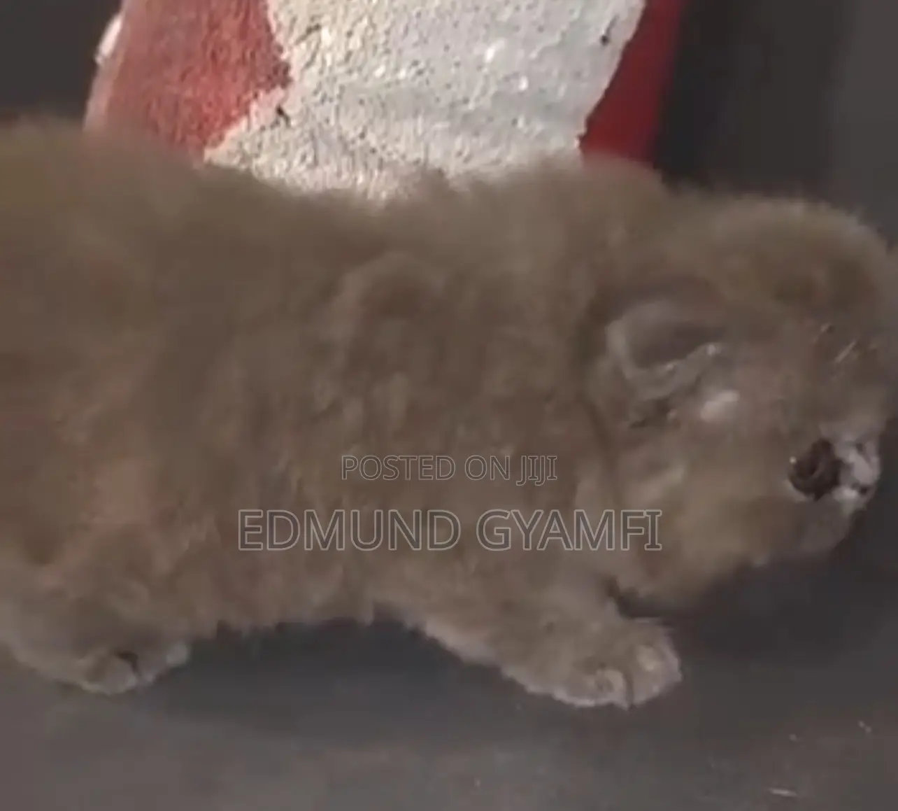 1-3 months Female Purebred Scottish Fold
