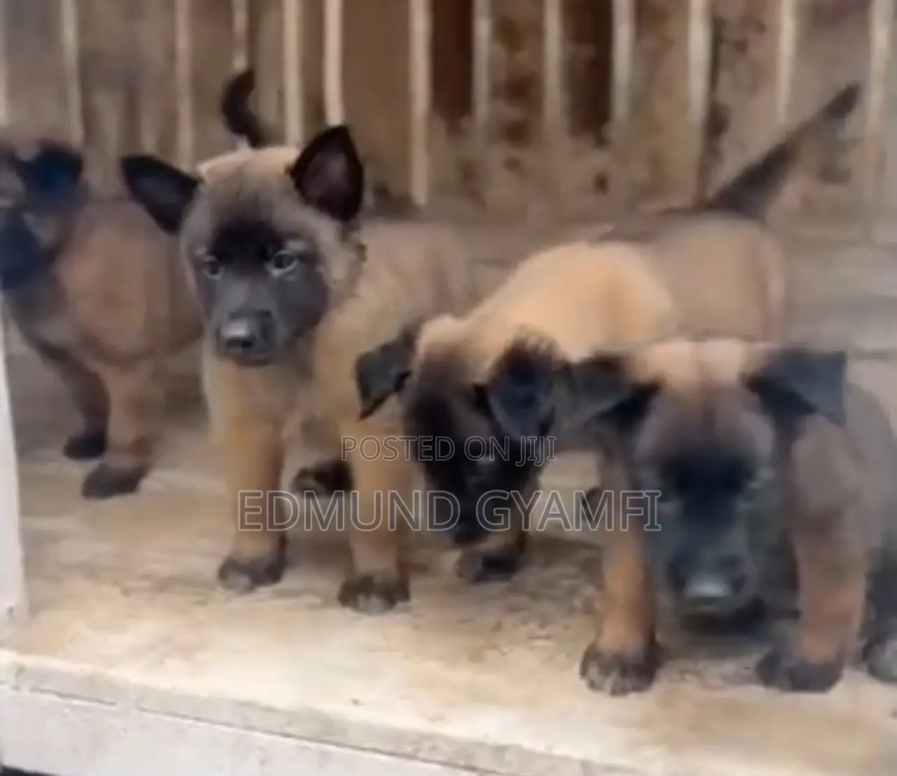 1-3 months Male Purebred Belgian Malinois