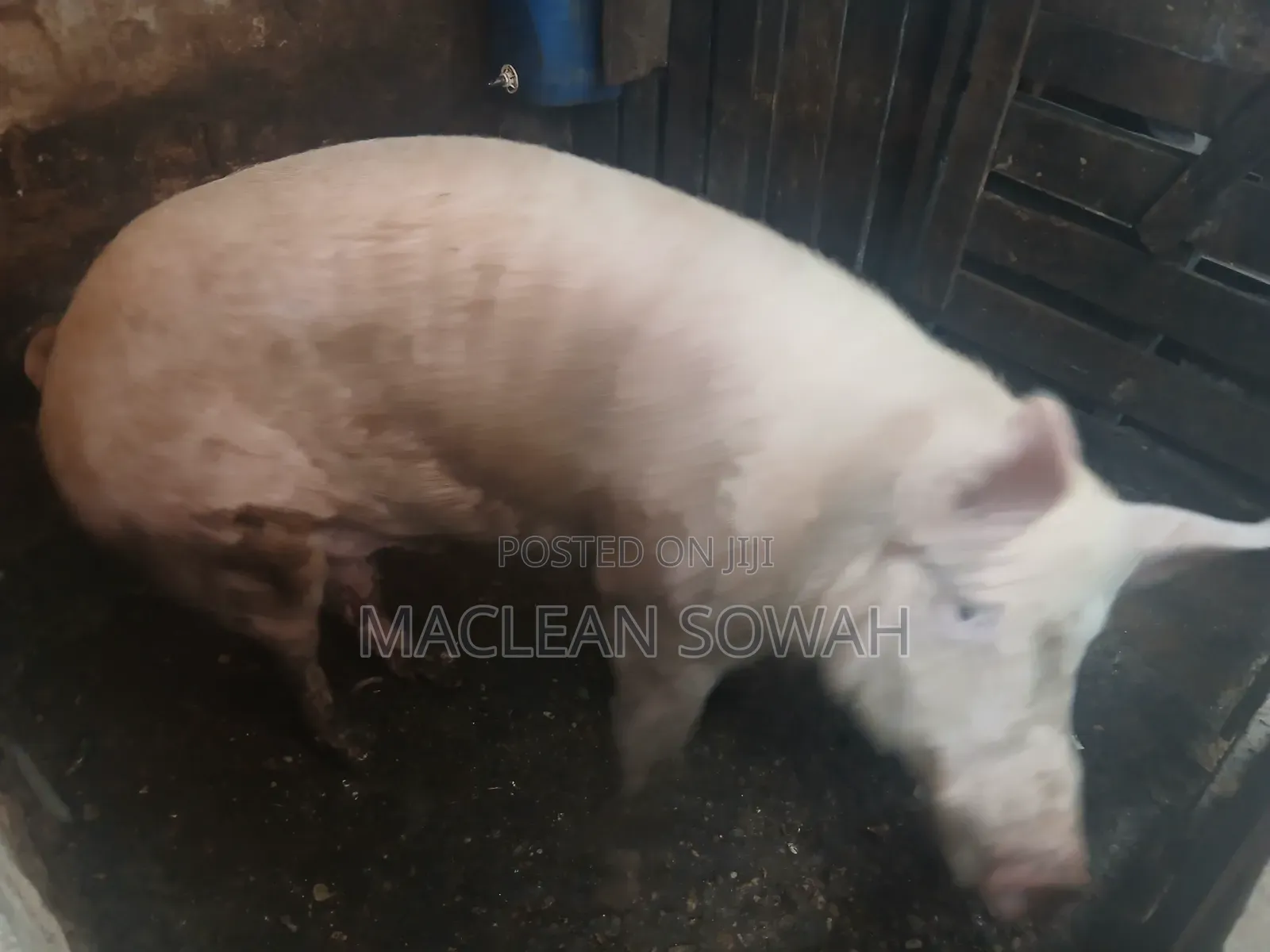 Pigs for Sale