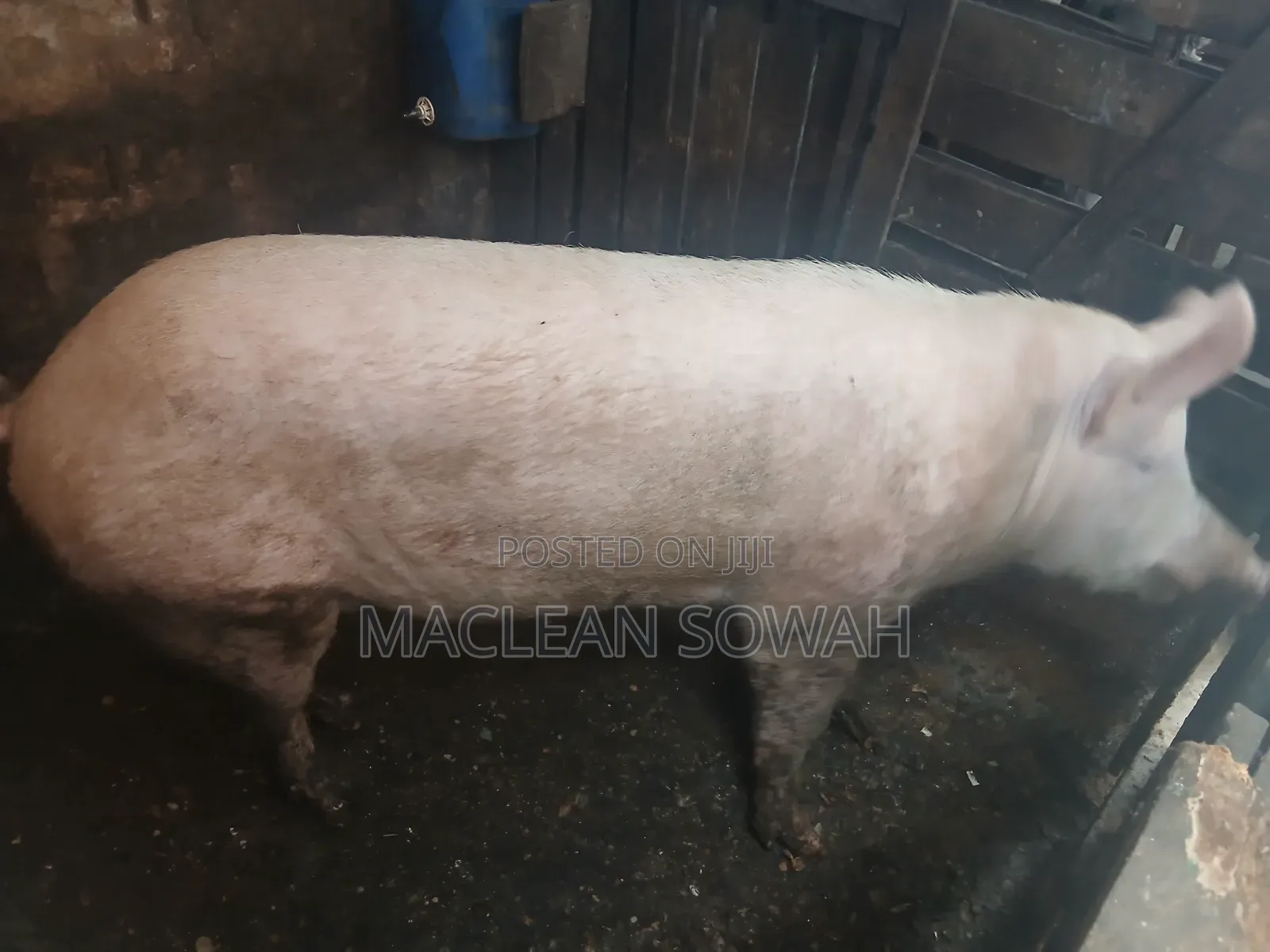 Pigs for Sale