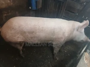 Pigs for Sale