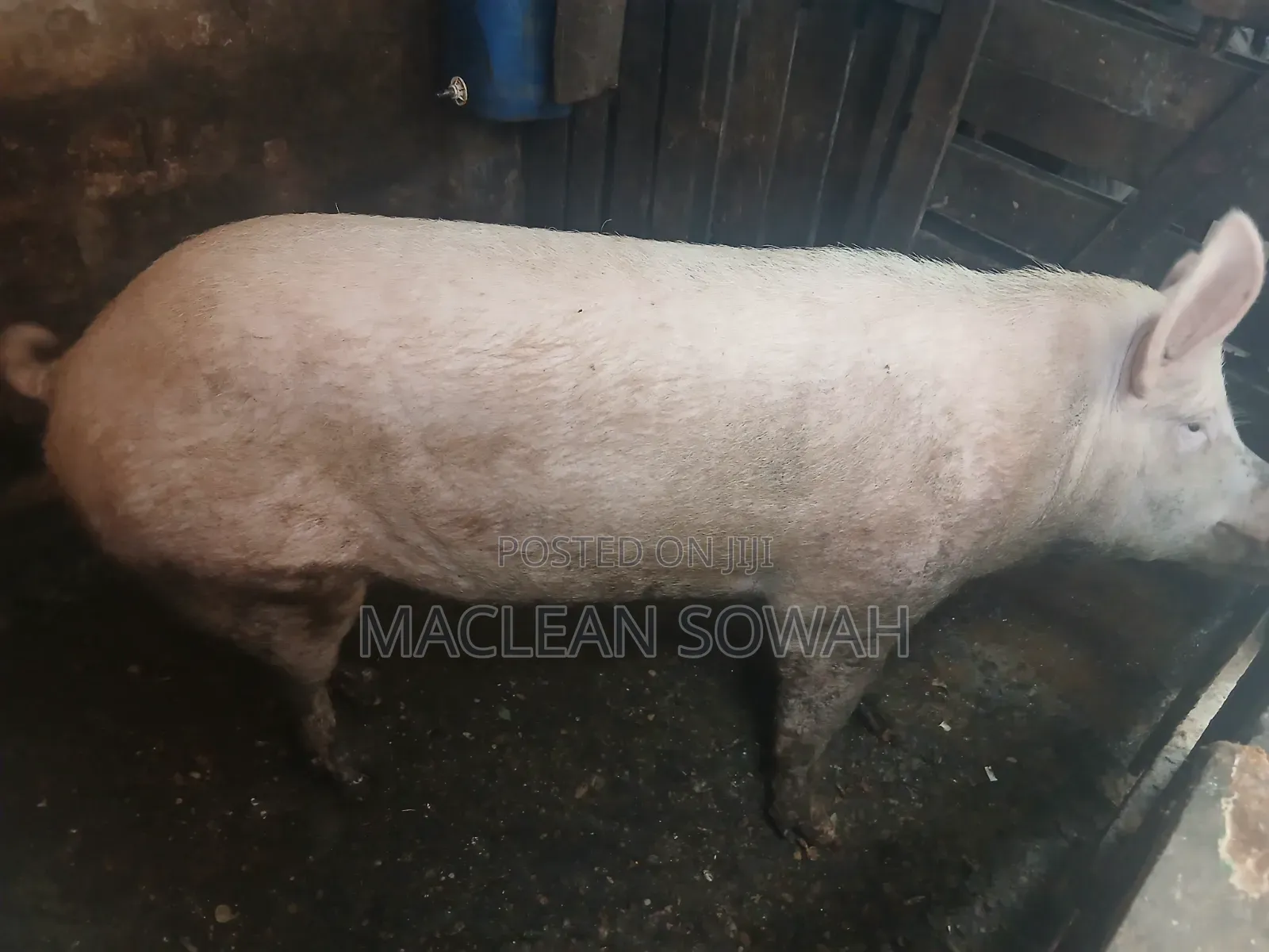 Pigs for Sale