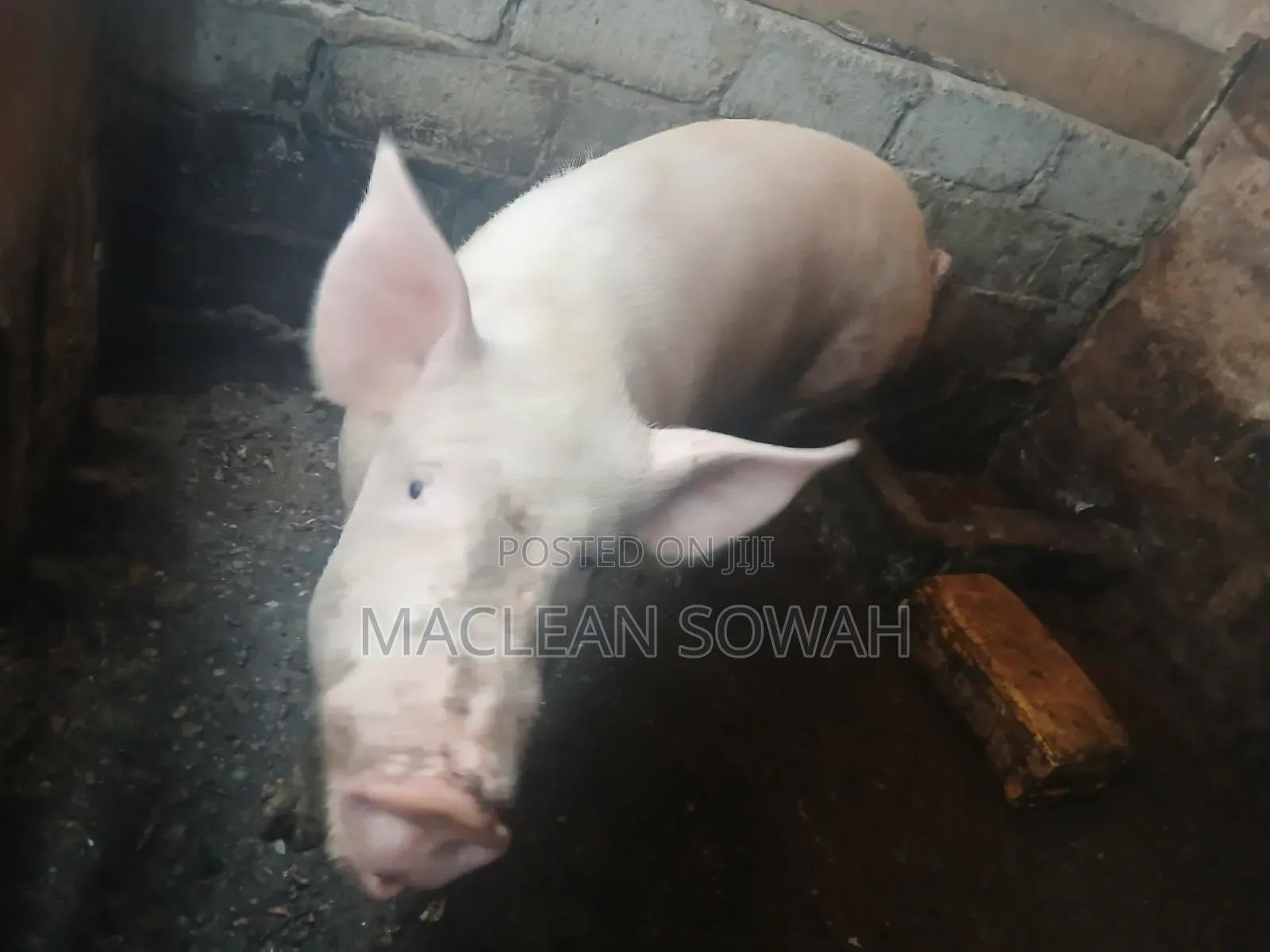 Pigs for Sale