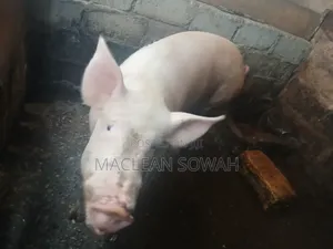 Pigs for Sale