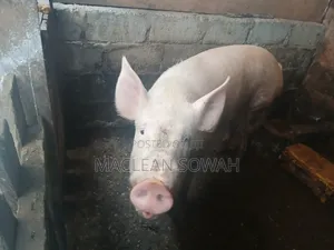 Pigs for Sale