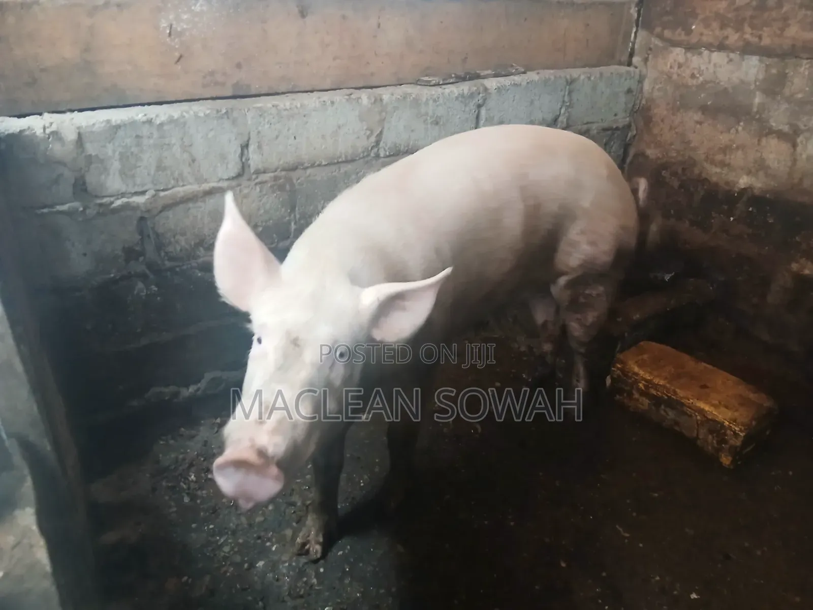 Pigs for Sale