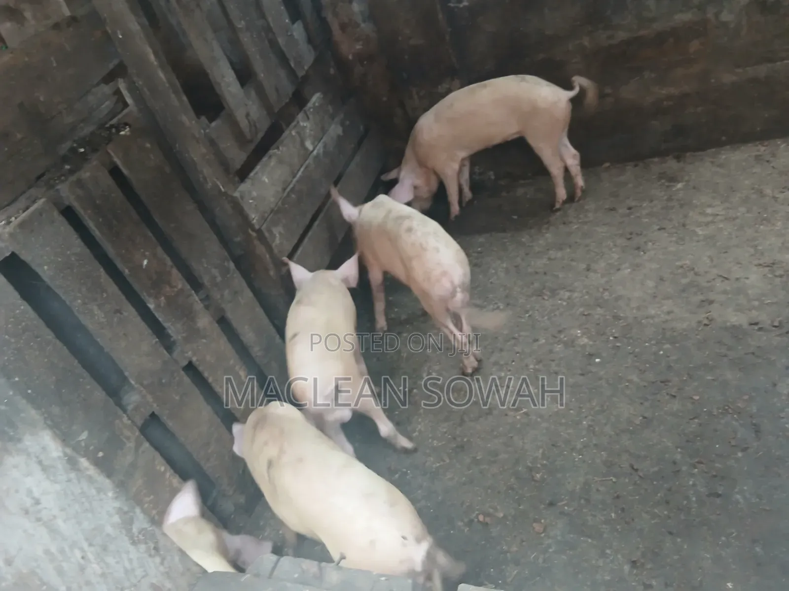 Pigs for Sale
