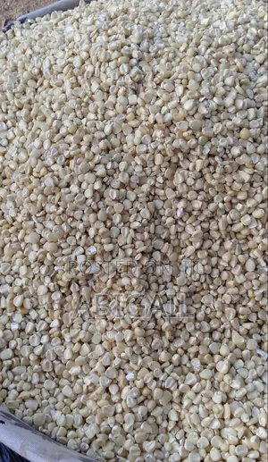 White and Yellow Maize for Sale
