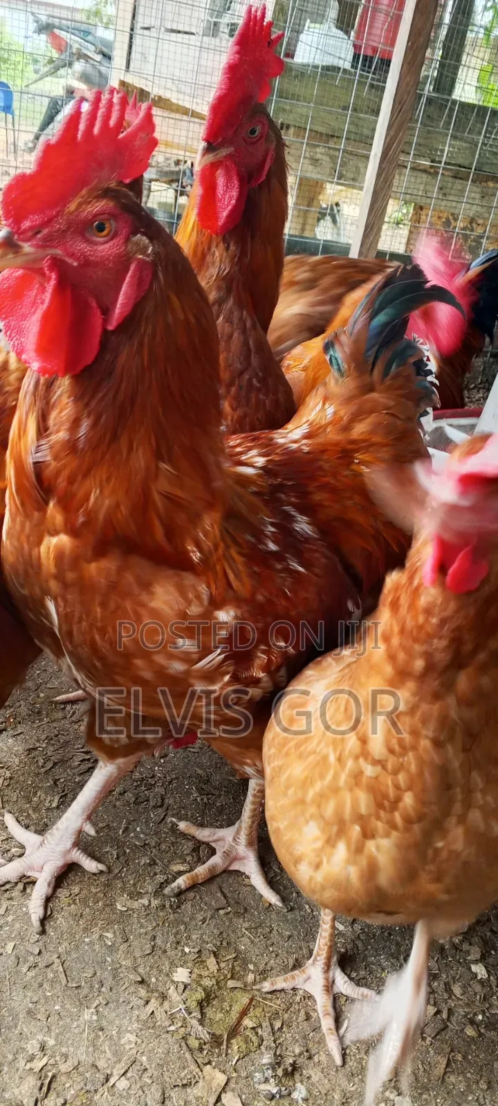 Elvis Farms