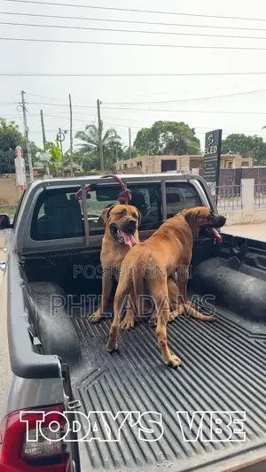 6-12 months Female Purebred Boerboel