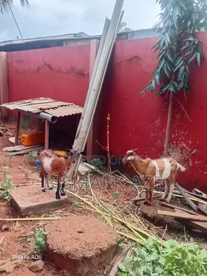 Healthy Female Goat