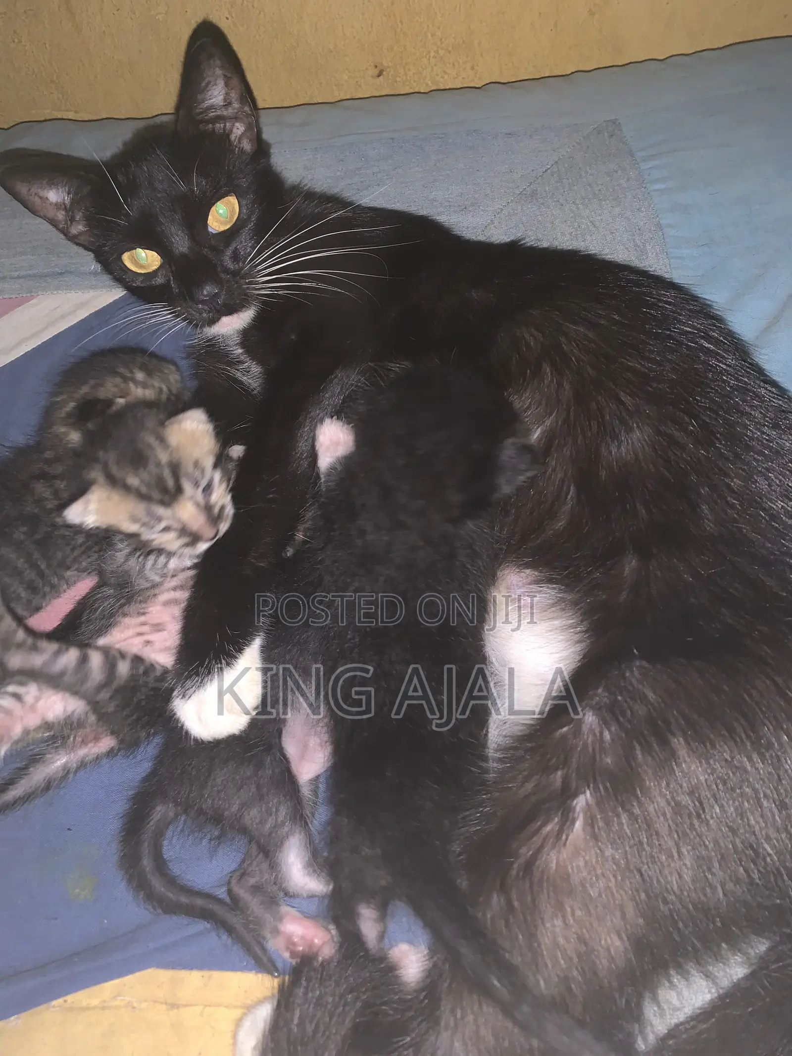 0-1 month Male Mixed Breed Birman