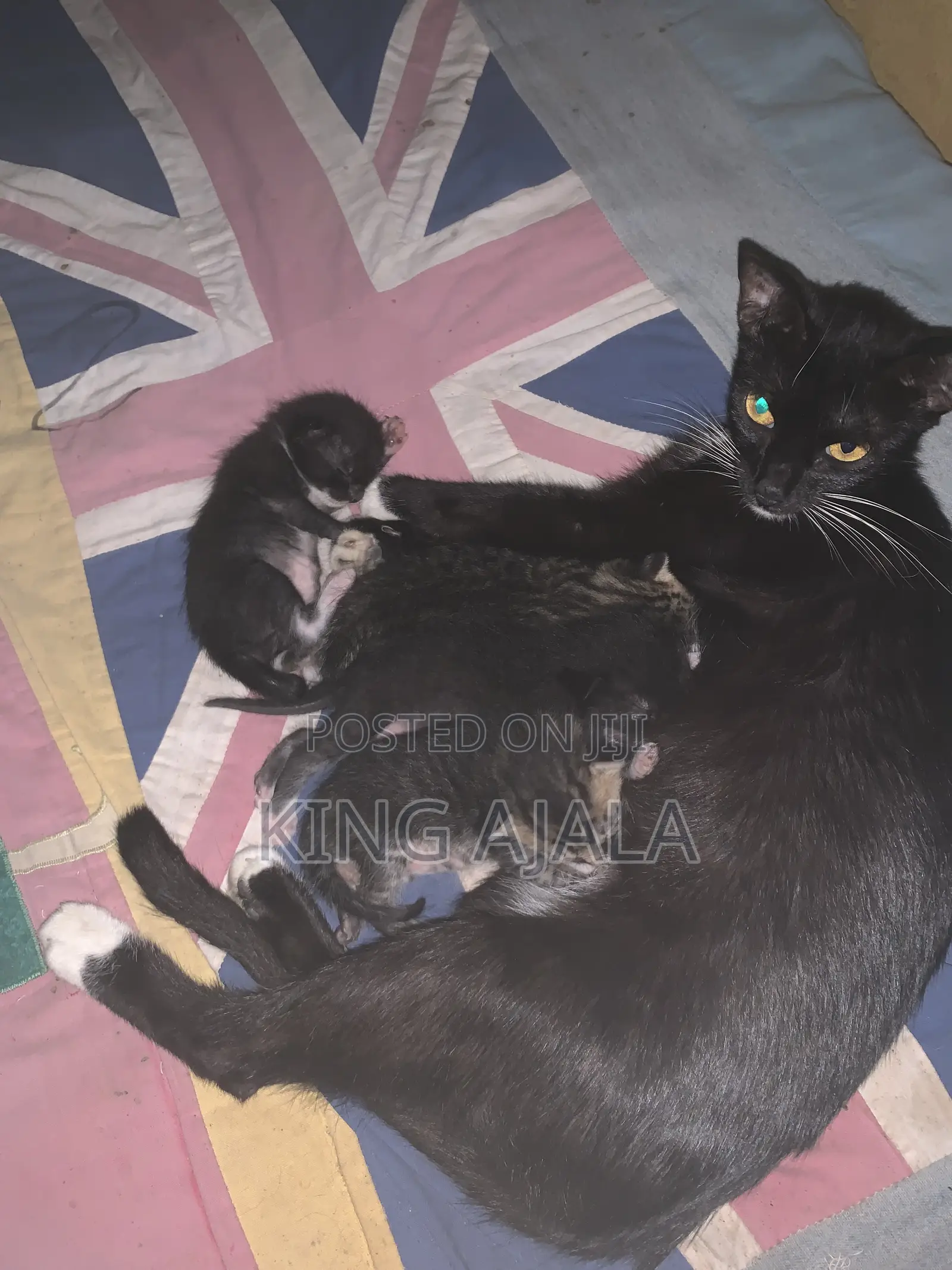 0-1 month Male Mixed Breed Birman