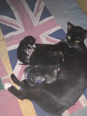 0-1 month Male Mixed Breed Birman