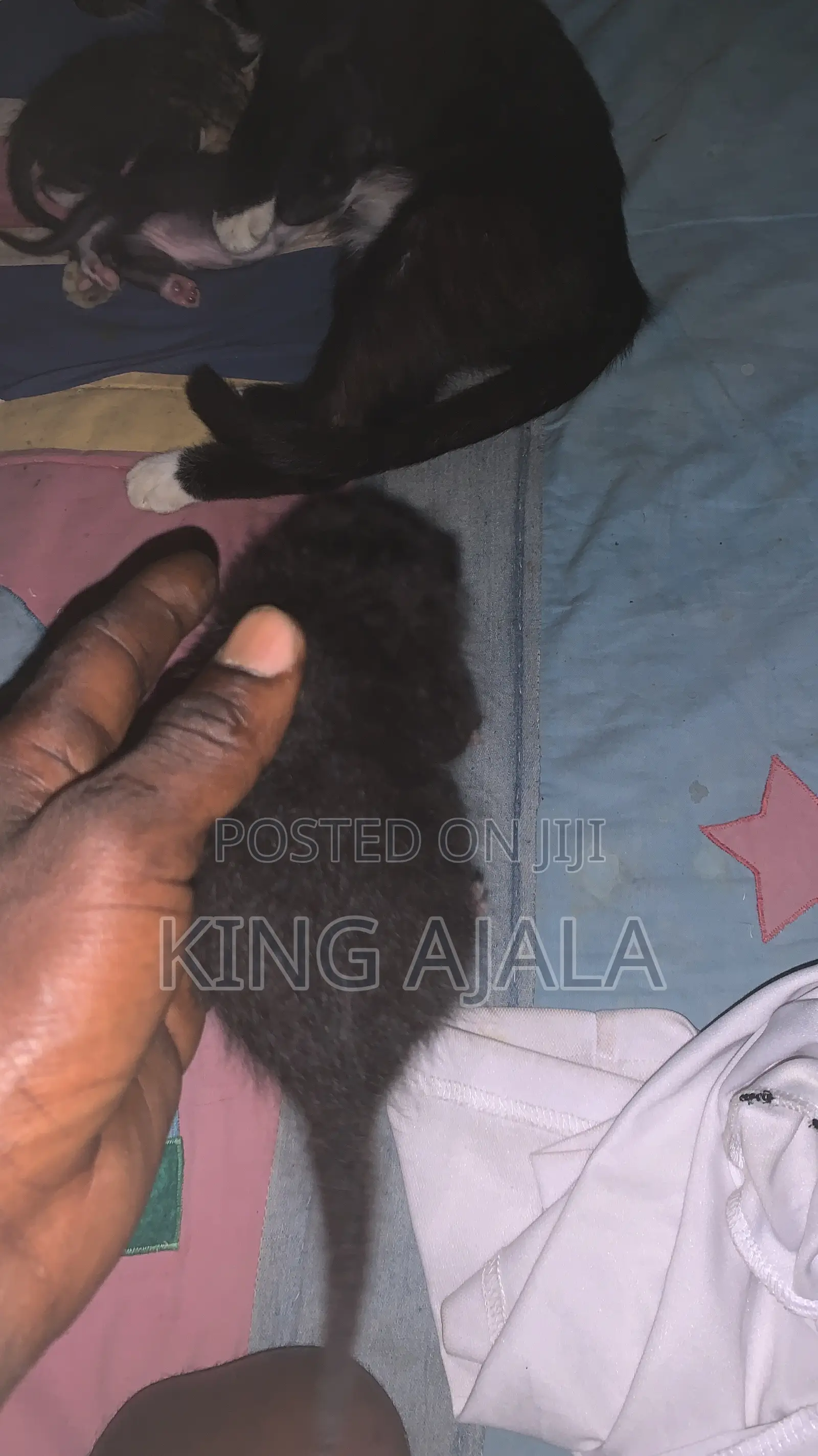 0-1 month Male Mixed Breed Birman