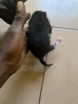 0-1 month Male Mixed Breed Birman