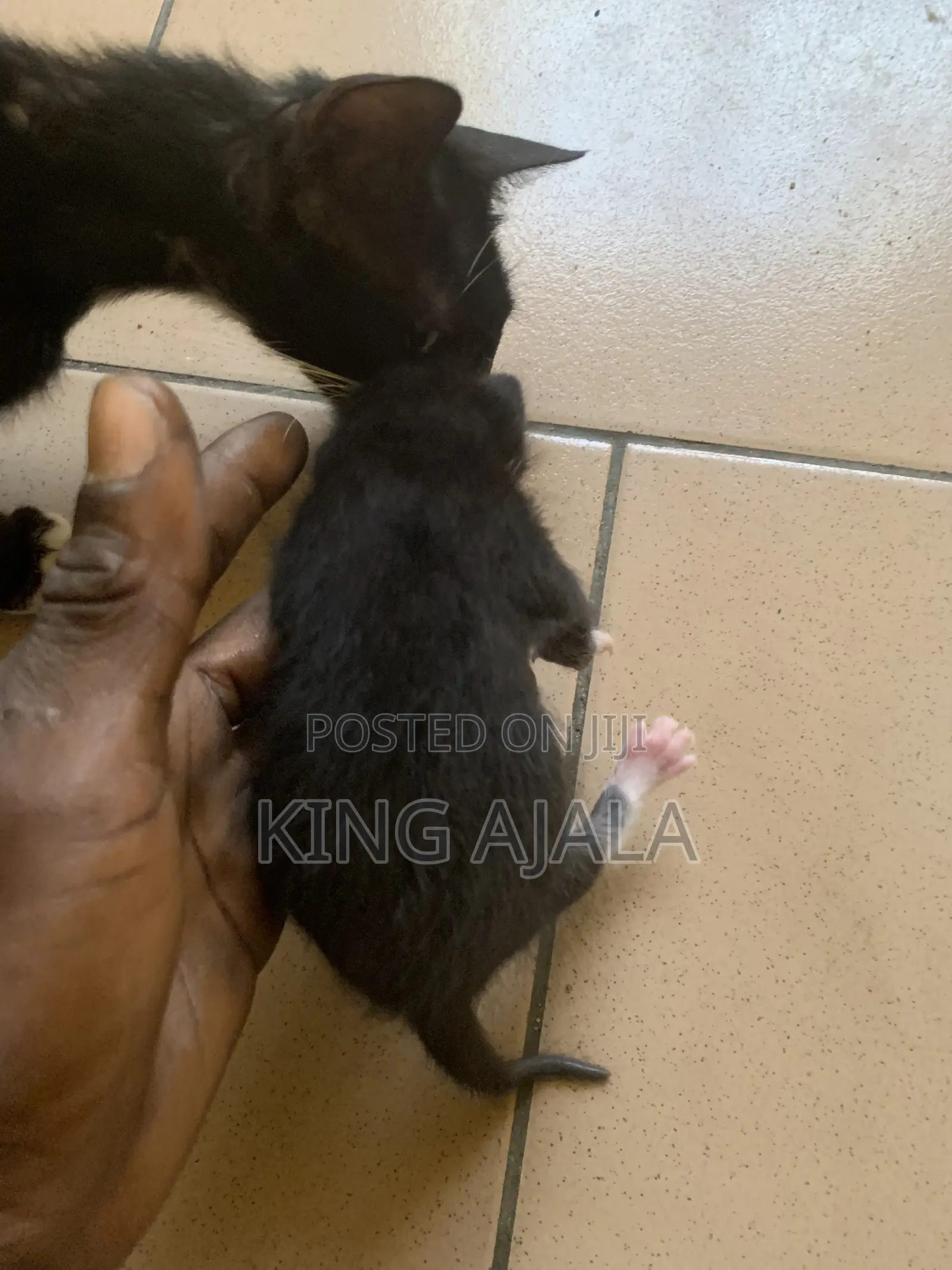 0-1 month Male Mixed Breed Birman