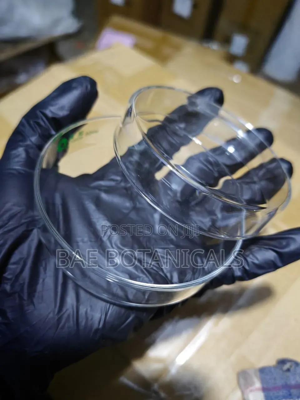 Glass Petri Dish