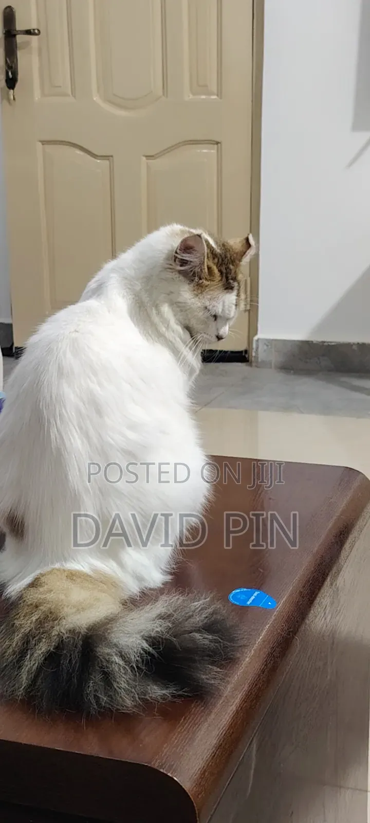 1+ year Female Mixed Breed Ragdoll