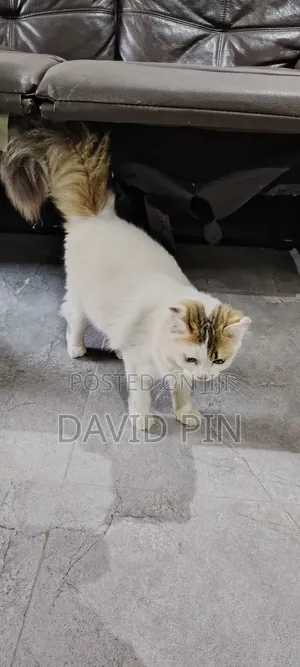 1+ year Female Mixed Breed Ragdoll