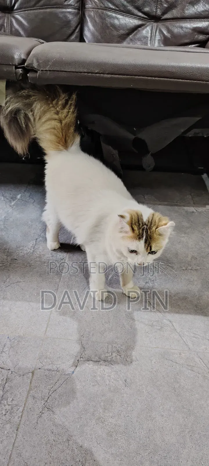 1+ year Female Mixed Breed Ragdoll