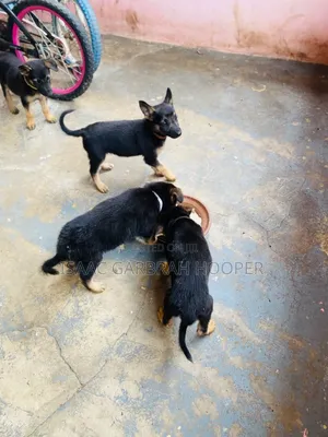 1-3 months Male Purebred German Shepherd