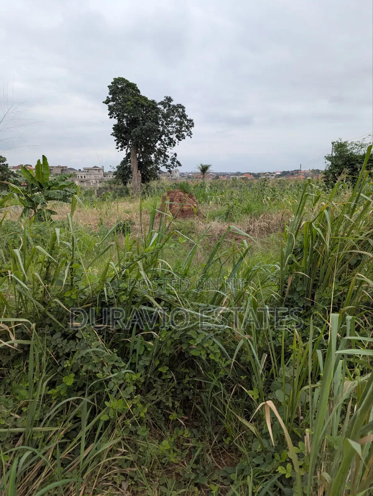 Prime Land in Agric Nzema Hilltop