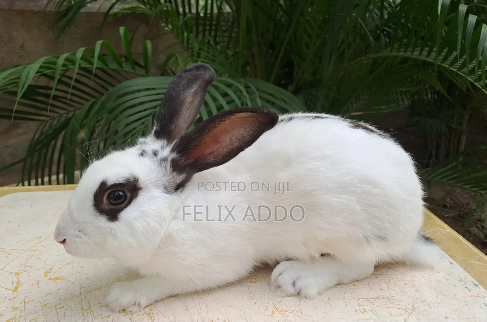 Rabbits for Sale