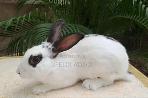 Rabbits for Sale