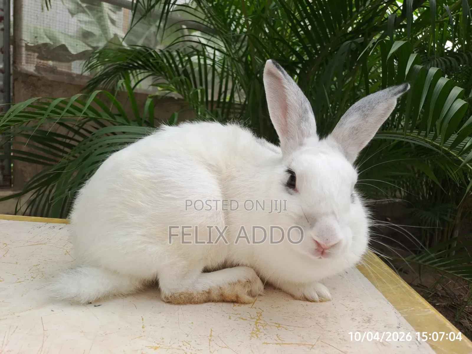 Rabbits for Sale
