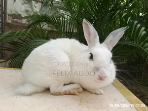 Rabbits for Sale