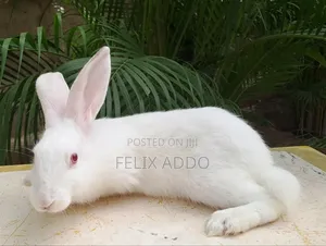 Rabbits for Sale