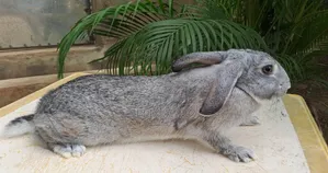 Rabbits for Sale