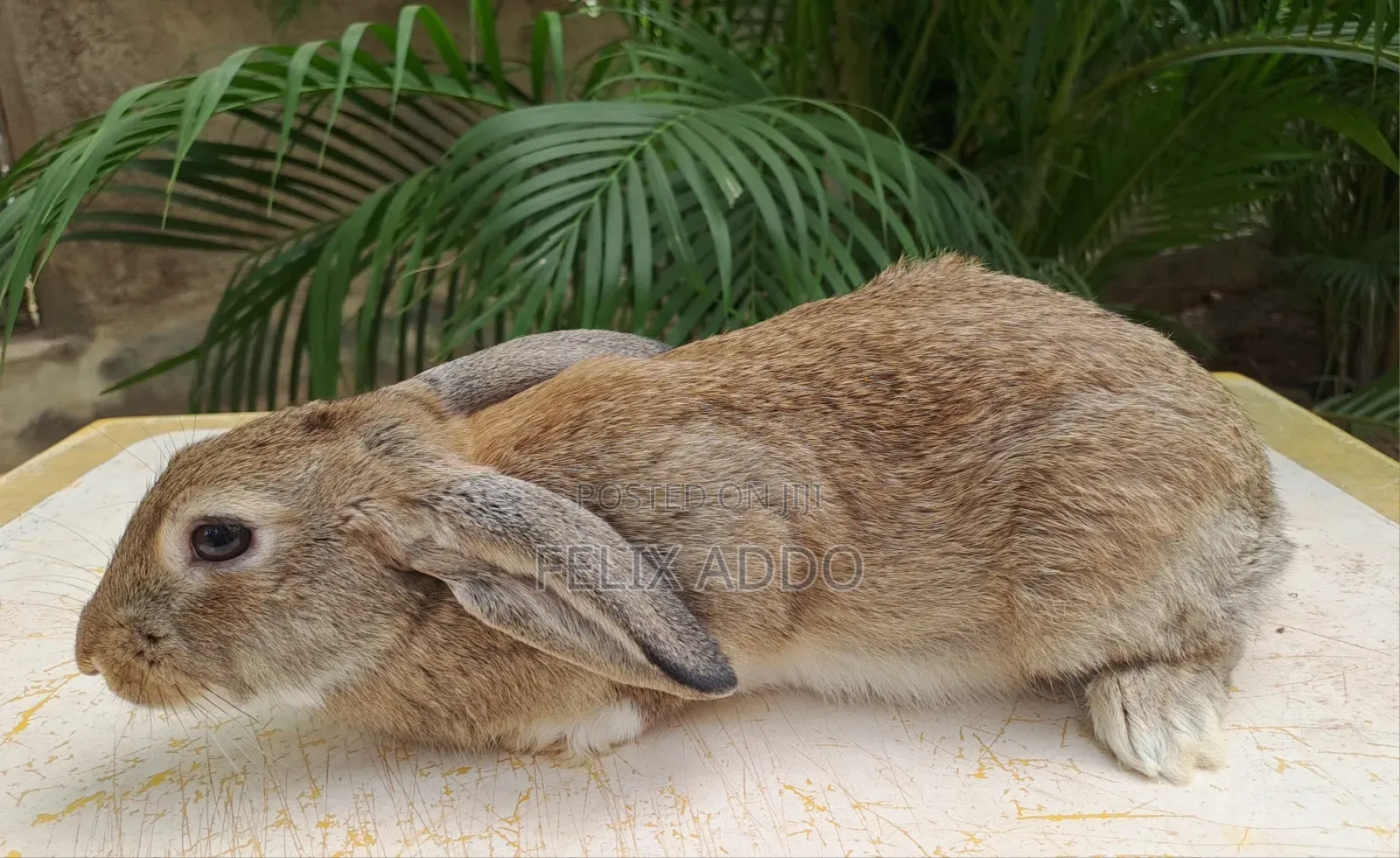 Rabbits for Sale
