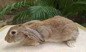 Rabbits for Sale