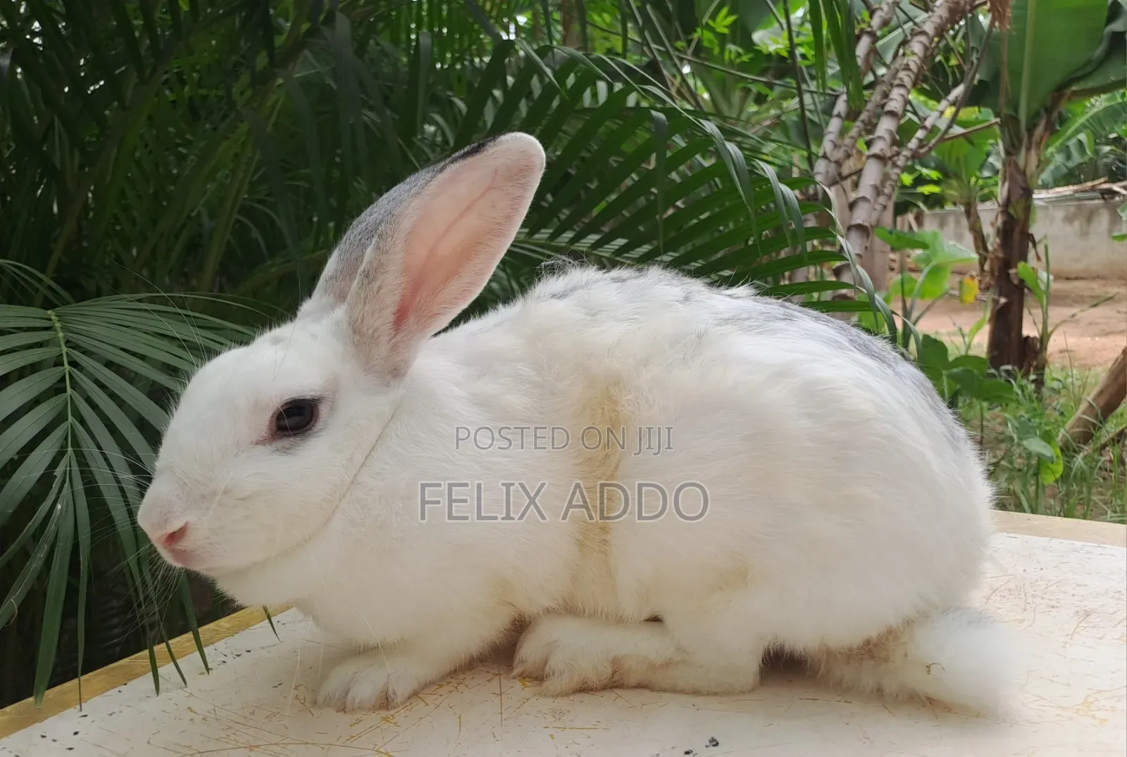 Rabbits for Sale