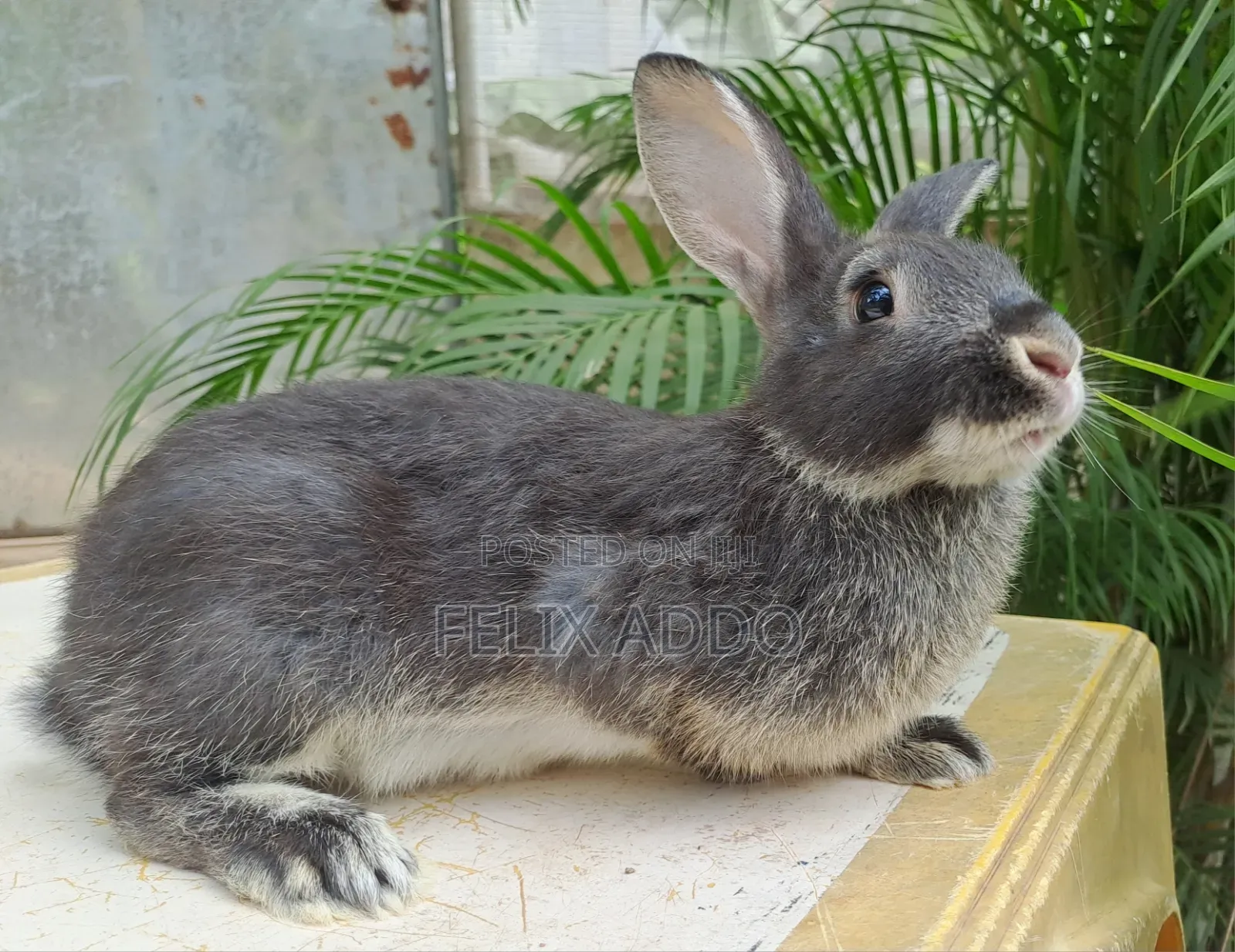 Rabbits for Sale