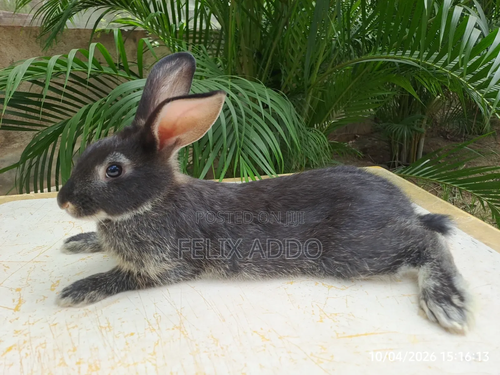 Rabbits for Sale