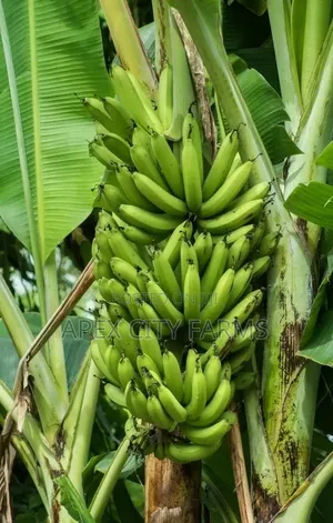 Orgarnic Plantain Plants 4 Pair High Quality Growh