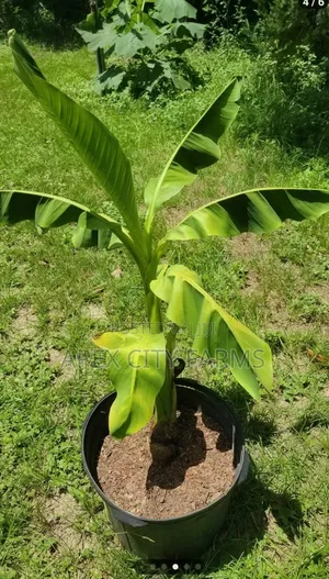 Orgarnic Plantain Plants 4 Pair High Quality Growh