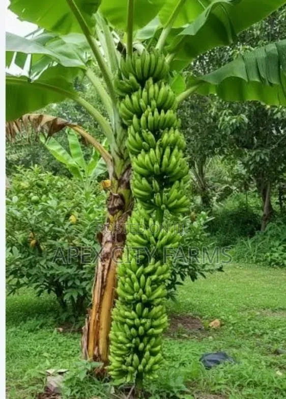 Orgarnic Plantain Plants 4 Pair High Quality Growh