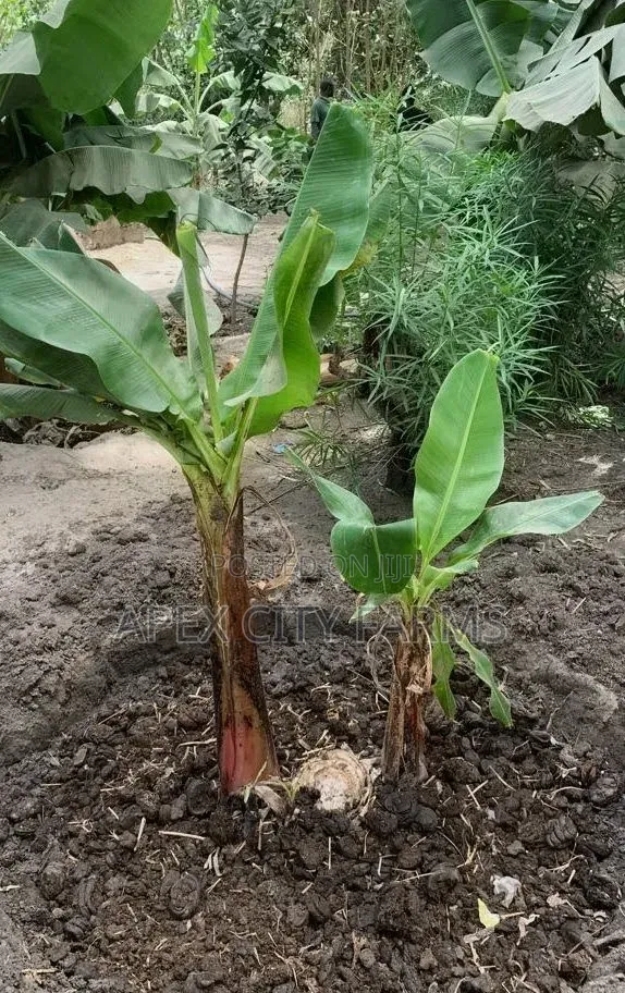 Orgarnic Plantain Plants 4 Pair High Quality Growh