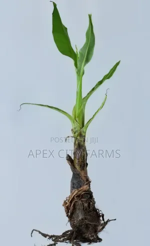 Orgarnic Plantain Plants 4 Pair High Quality Growh