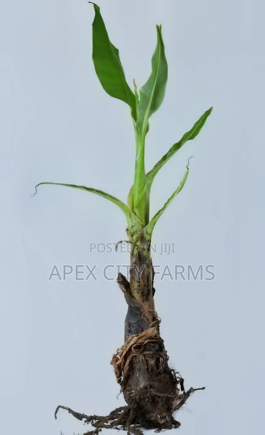 Orgarnic Plantain Plants 4 Pair High Quality Growh