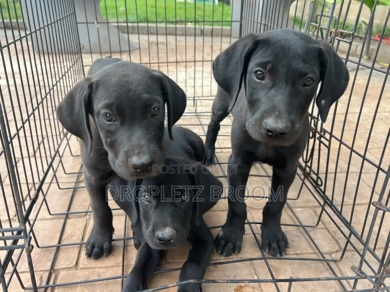 1-3 months Male Purebred Labrador Retriever
