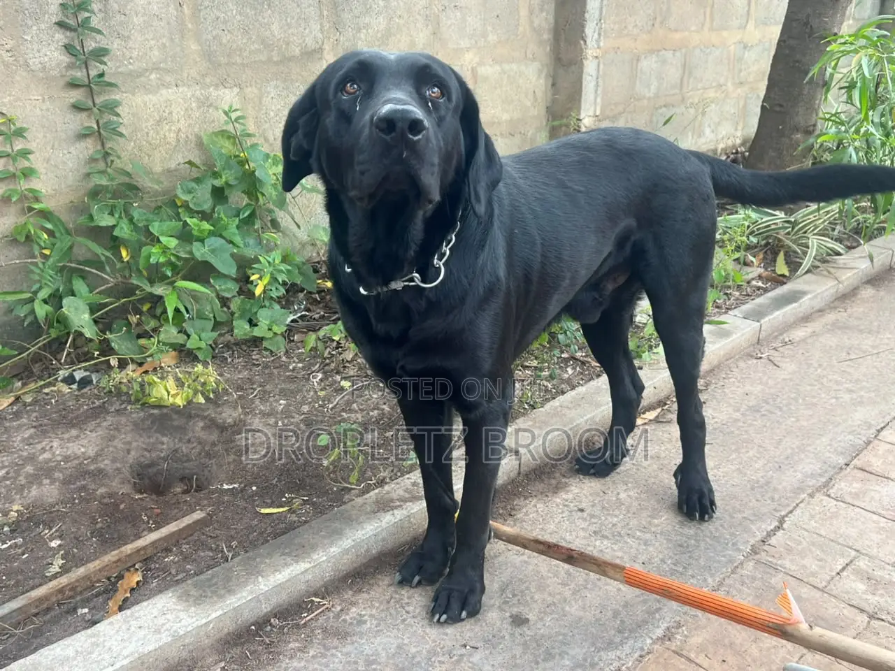 1-3 months Male Purebred Labrador Retriever