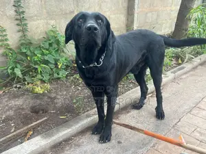1-3 months Male Purebred Labrador Retriever