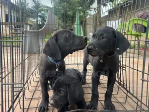 1-3 months Male Purebred Labrador Retriever