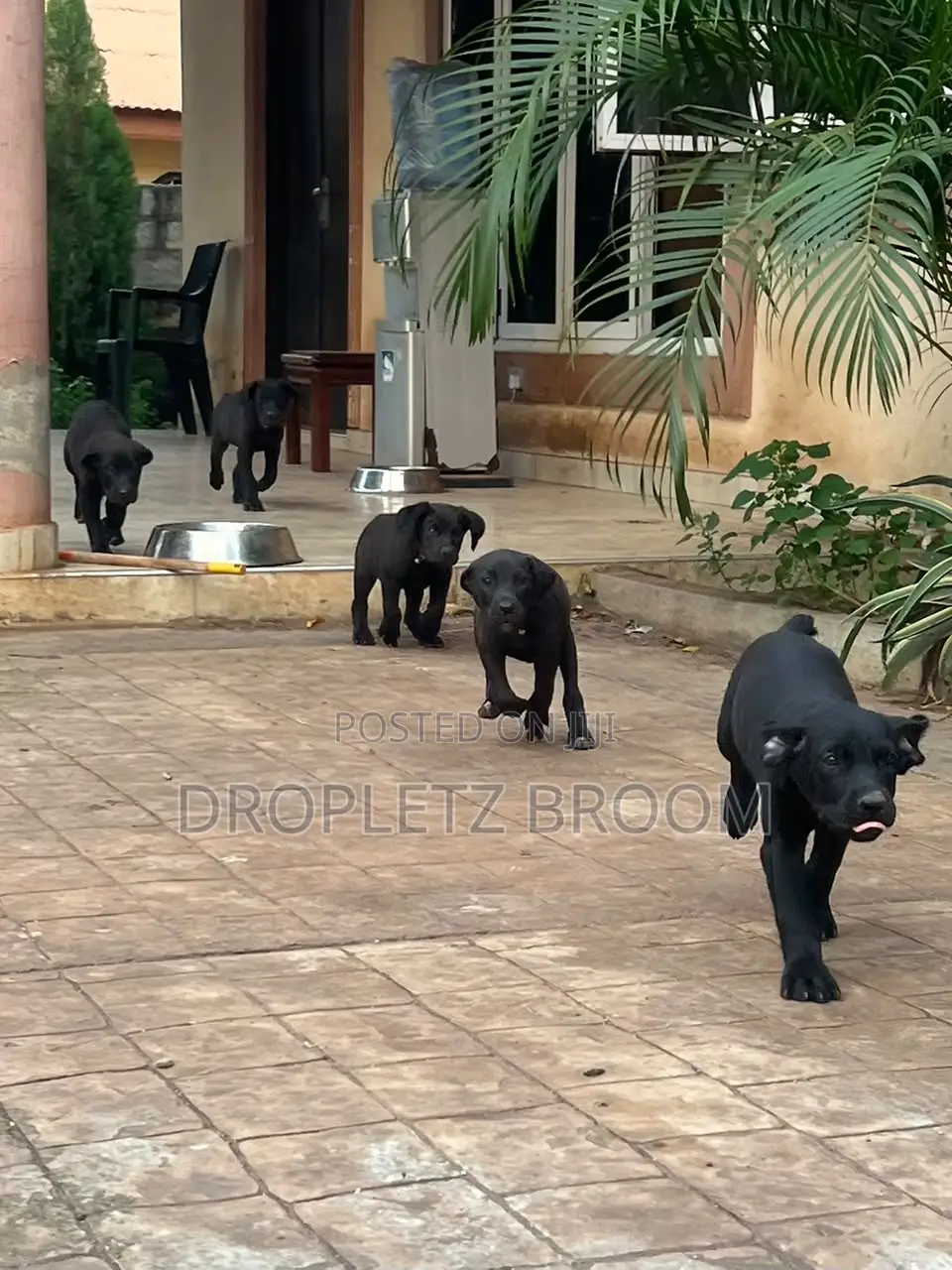 1-3 months Male Purebred Labrador Retriever